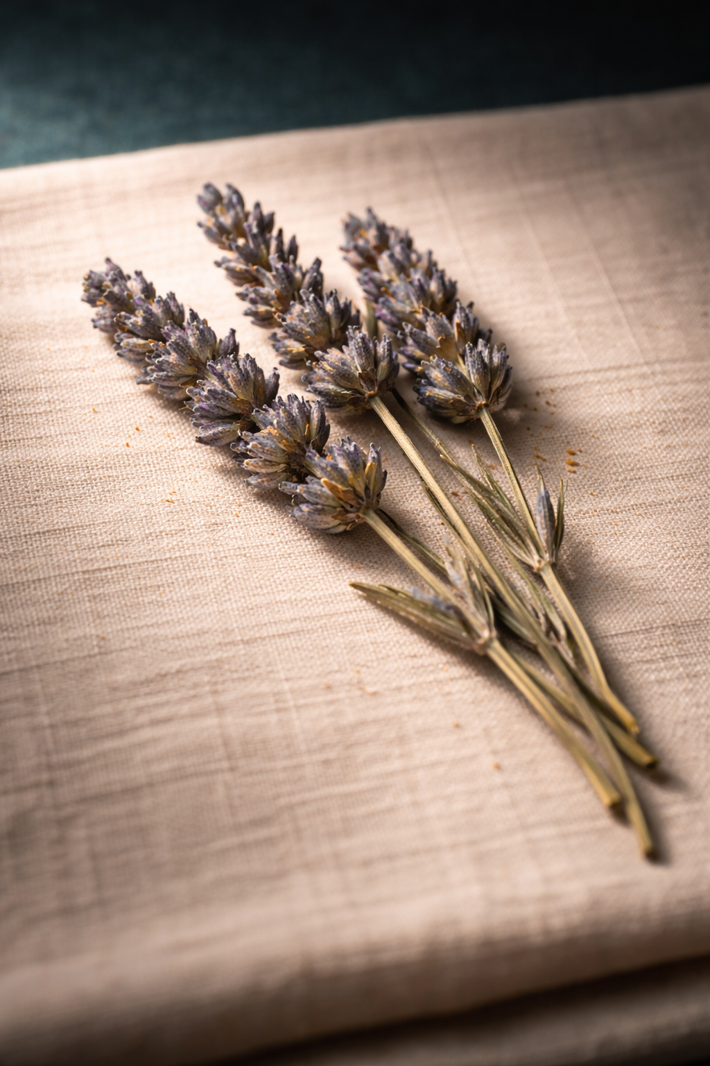 Lavender botanical specimen